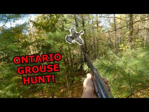 Video thumbnail: Central Ontario Woodcock and Grouse Hunting!